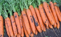 Review and description of early carrot varieties