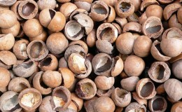 Macadamia nut shells - beneficial properties and uses