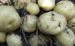 Medium early potato variety Sorcerer from domestic breeders
