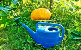 How to water a pumpkin outdoors: step-by-step instructions for novice gardeners