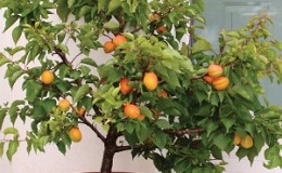 How to grow an apricot from a seed in a pot at home