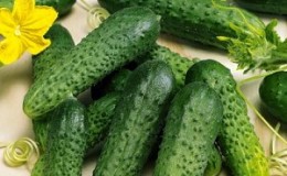 Hybrid early ripe hybrid of cucumbers