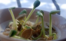Pumpkin sprouts for seedlings and eating at home: how to germinate pumpkin seeds and keep them for a long time