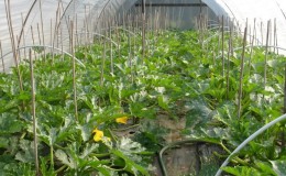 Step-by-step technology for growing zucchini in a greenhouse: we follow the rules and enjoy the result