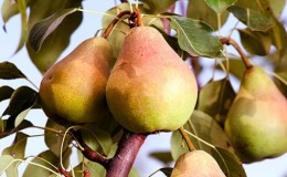 The best summer varieties of pears: description and characteristics