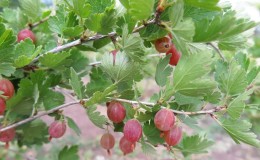 The main steps of caring for gooseberries in the spring after winter for a good harvest