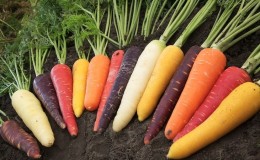Carrots - what kind of plant it is, how much it weighs, what it consists of - all about carrots