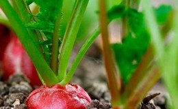 Why radishes turn into color and how to grow them to prevent the problem