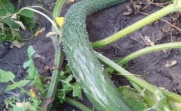 Mid-early hybrid of cucumbers 