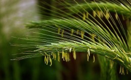 How and why to use urea after wheat flowering