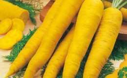 Useful properties of yellow carrots, and what is the difference from ordinary orange