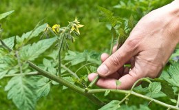 We learn from experienced summer residents how to pinch tomatoes correctly: an analysis of the nuances and a step-by-step description of the process
