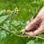 We learn from experienced summer residents how to pinch tomatoes correctly: an analysis of the nuances and a step-by-step description of the process