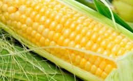 What is corn - is it a fruit, cereal or vegetable: we understand the issue and study the queen of the fields in more detail
