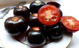 Tomato growing technology 