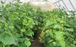 What dressing can be used for cucumbers in a greenhouse during fruiting