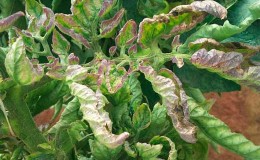 How and how to deal with late blight on tomatoes in a greenhouse: the best methods and reviews of gardeners