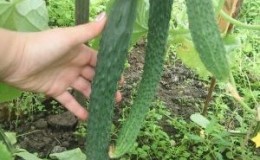 Cucumber hybrid 