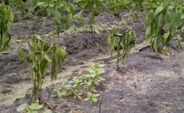 Why do the leaves of peppers wither in the greenhouse and what to do to save your crop
