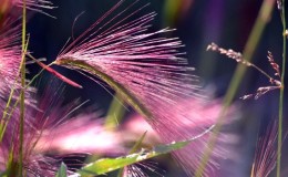 Growing and caring for maned barley and its application in landscape design