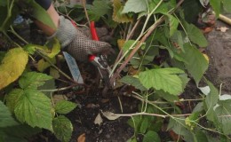 Features of caring for raspberries in the Moscow region: how to properly prepare for winter