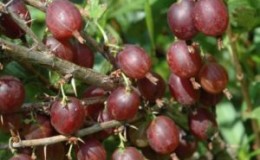 Olavi (Hinnonmaen Punainen) high-yielding, cold-tolerant gooseberry