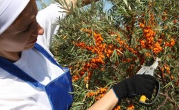 A step-by-step guide to pruning sea buckthorn in the fall
