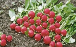 Early ripening and very popular among summer residents Sora radish
