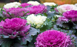 Ornamental cabbage: photo, planting, cultivation and care