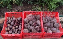 Fresh vegetables all year round - how to store beets in a cellar in winter: create ideal conditions and avoid product spoilage
