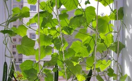 Step-by-step instructions for novice vegetable growers: how to grow cucumbers on the balcony and get a harvest
