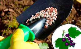 How and what to feed currants in June: the best fertilizers and the rules for their introduction