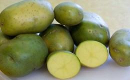 Is it possible to eat green potatoes, is it dangerous for the human body and why