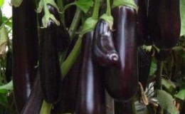 What is good about Ilya Muromets eggplant: reviews of summer residents and features of agricultural technology