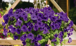 The best varieties of ampel petunias and features of their cultivation