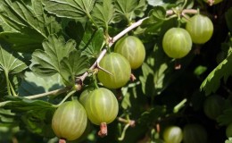Tasty, large and rich in harvest gooseberry variety