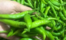 How to grow and apply green chili peppers and to whom is it contraindicated?