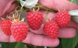 The best raspberry varieties for the Urals and the peculiarities of their cultivation
