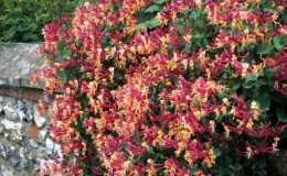 Types and varieties of decorative curly honeysuckle