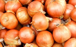 An early ripe winter hybrid of Troy onions with a moderately spicy taste
