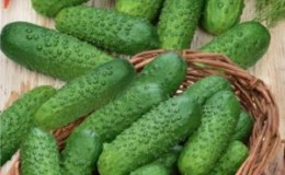 How to properly grow Marinda f1 cucumbers on your plot and get a rich harvest
