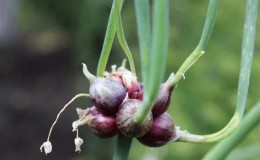 Features of planting and caring for bunk and multi-tiered bow