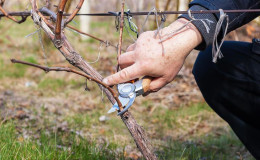 When and how to properly prune grapes in the fall and care for them after the procedure