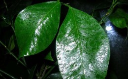 Why lemon has sticky spots and what to do with it
