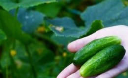 The most effective recipes for feeding cucumbers during fruiting