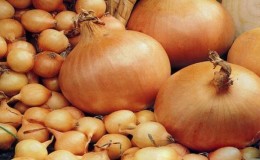 An early ripe onion variety for universal use