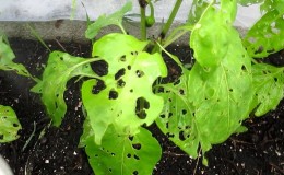 Sweet pepper leaves are all in holes: who eats the crop and how to deal with pests
