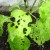 Sweet pepper leaves are all in holes: who eats the crop and how to deal with pests