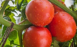 Advantages and disadvantages of Katya tomato