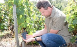 How and what to feed grapes in August: the best feeding and tips from winegrowers